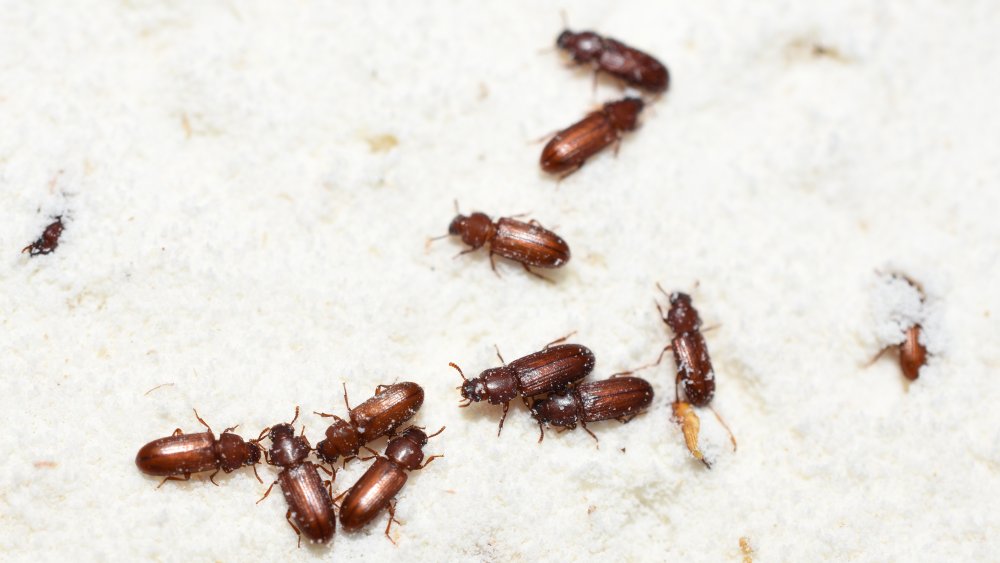 Flour beetles in white flour