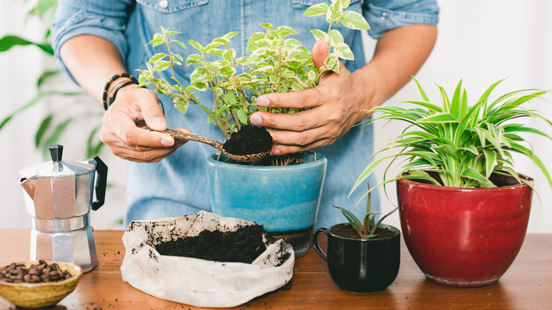 Person adding coffee grounds to plant