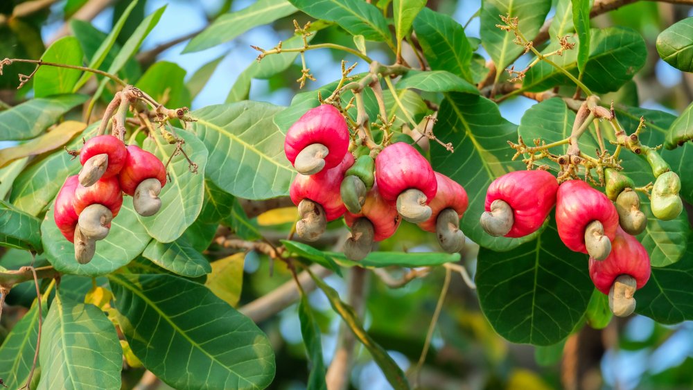 Fairtrade cashews 