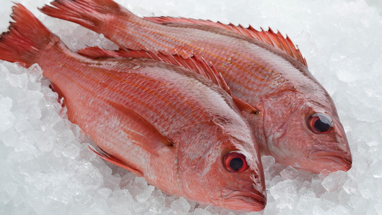 red snapper on ice