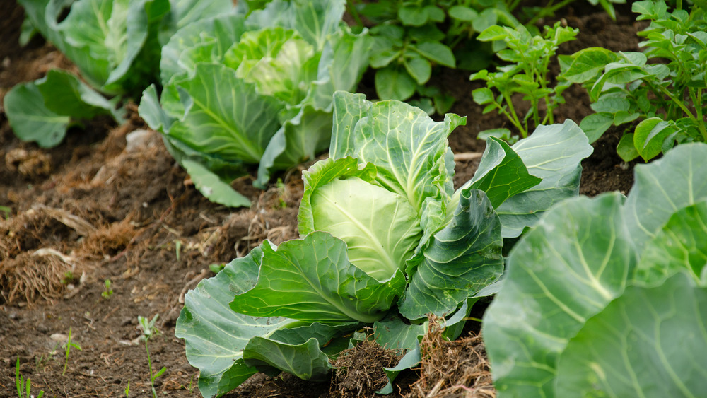 Cabbage growing in field