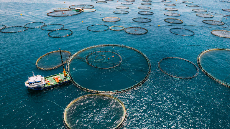 Fishing boat in a ocean-based fish farm