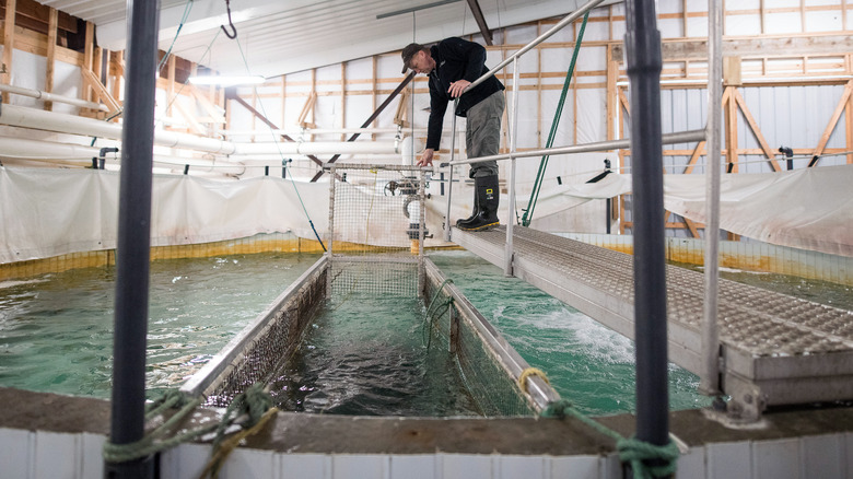 Worker in a fish farm