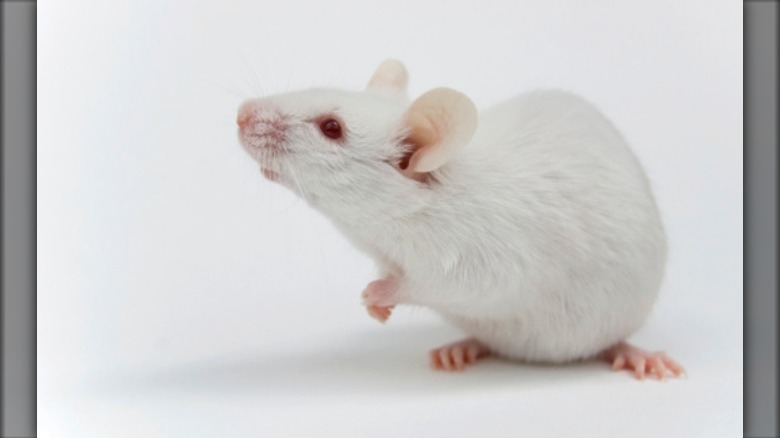 White mouse on white background