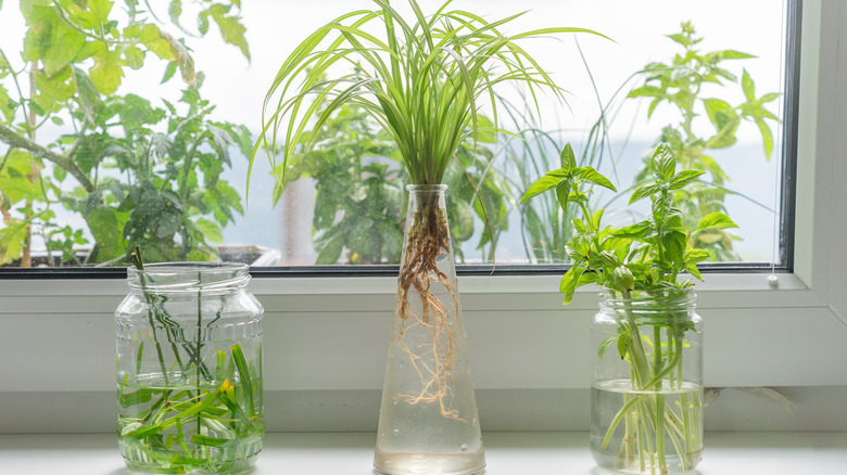 Basil in jar on windowsill