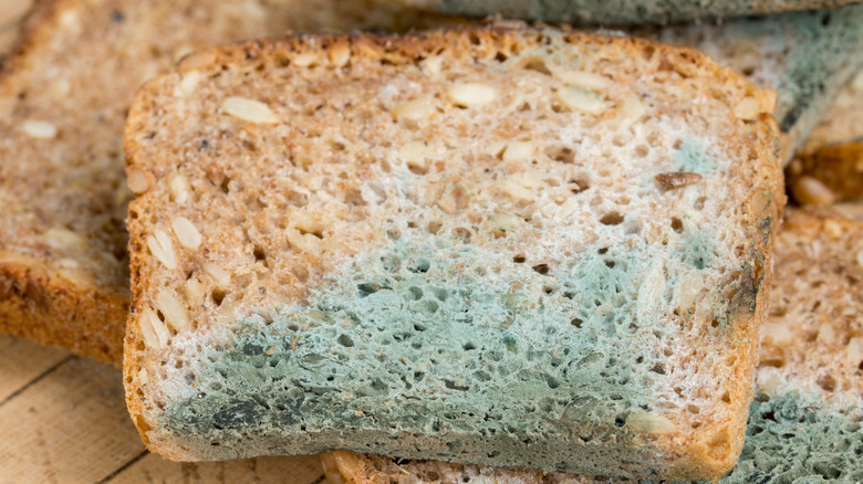 Mold growing throughout a slice of bread