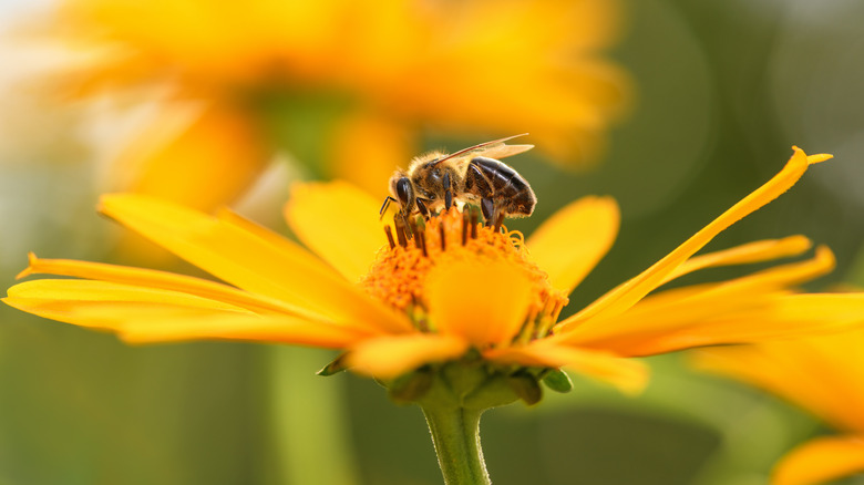 Bee sitting on yellow flower