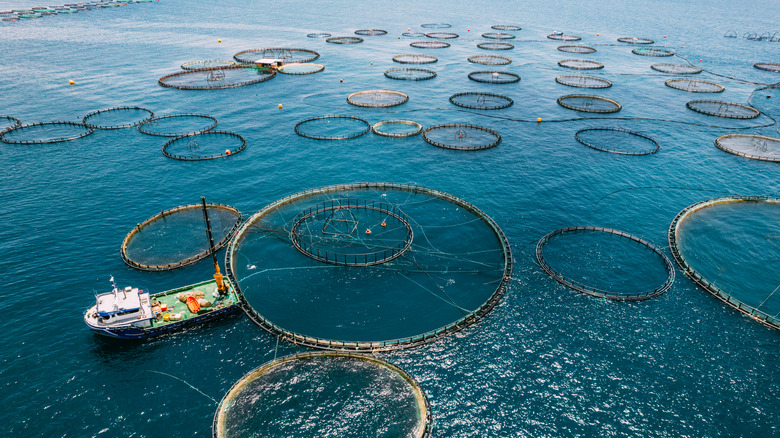 Fish farm on the sea