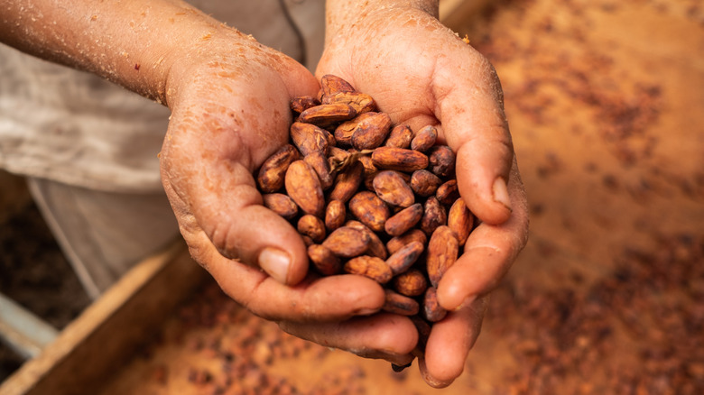 Two hands holding cacao beans