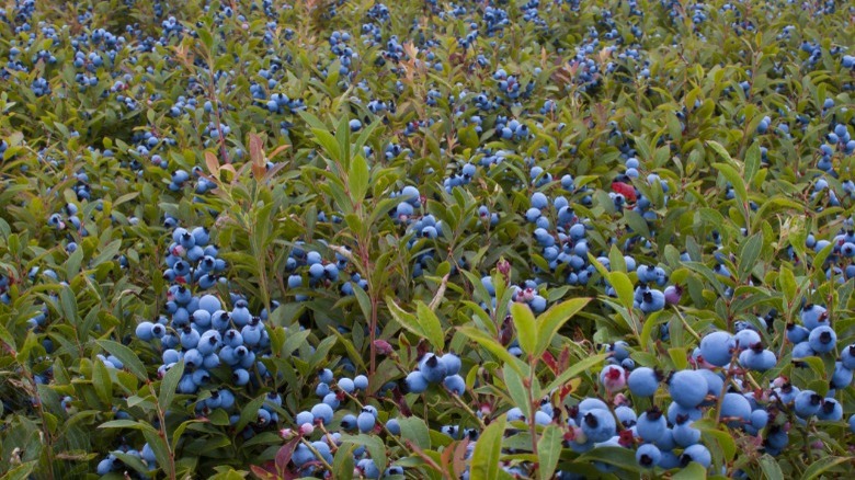 blueberry plants growing in wild