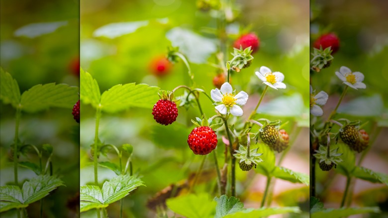 Wild strawberries and flowers in meadow