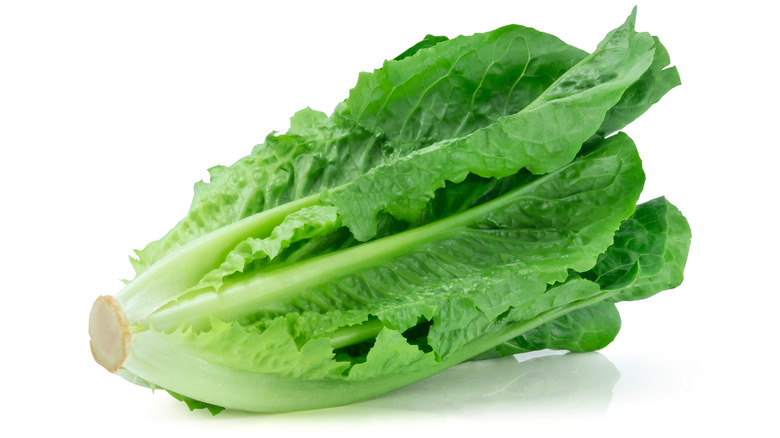 head of romaine lettuce against a white background