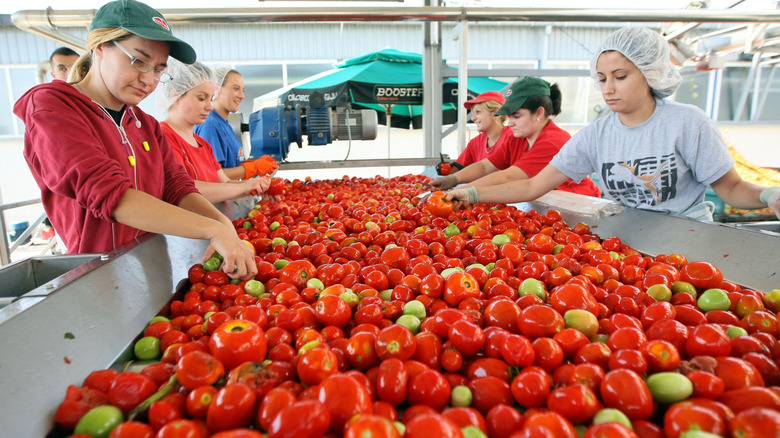 Workers handling tomatoes in bin