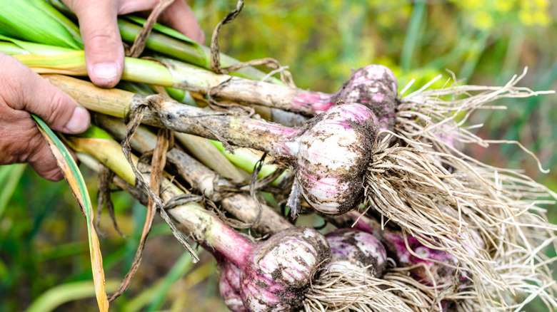 A hand holding purple garlic