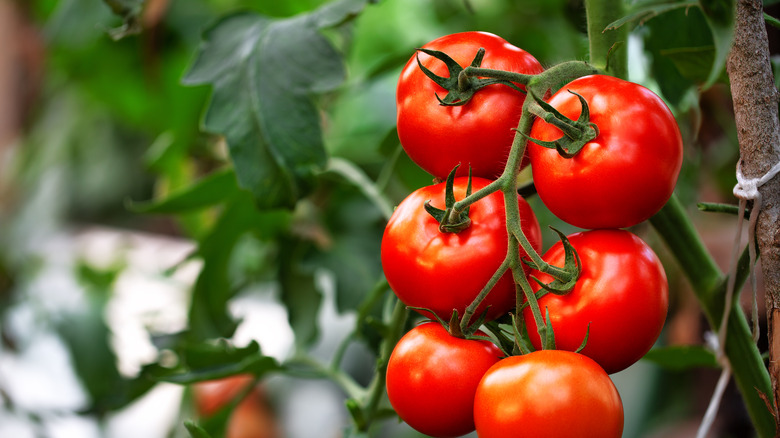 red tomatoes on the vine