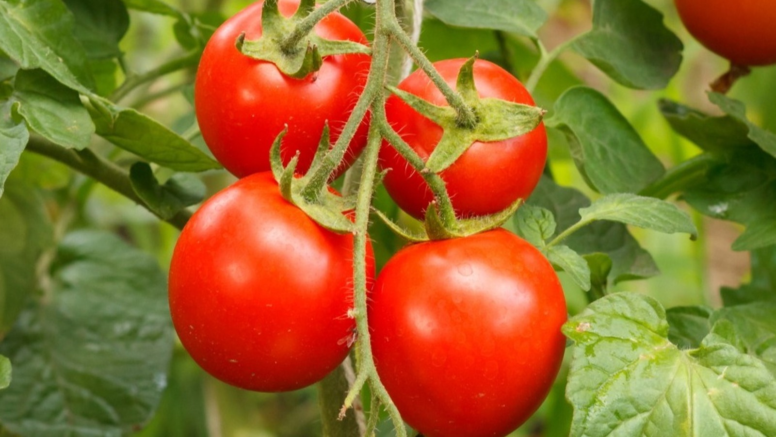 Will You Get Sick From Eating Tomato Leaves 