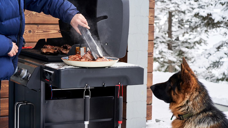 German Shepherd with grill