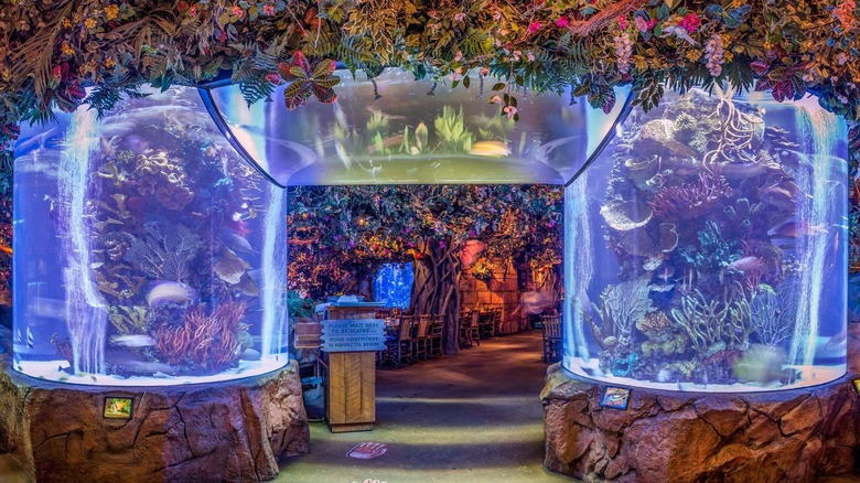 Rainforest Cafe aquarium