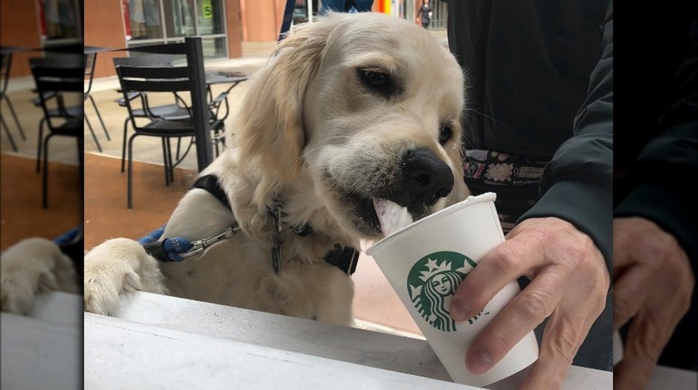 dog drinking starbucks puppuchino