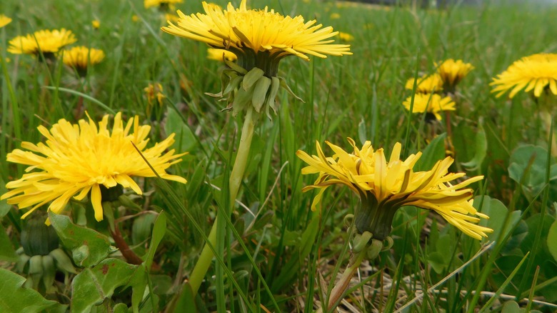 A field of dandelions growing