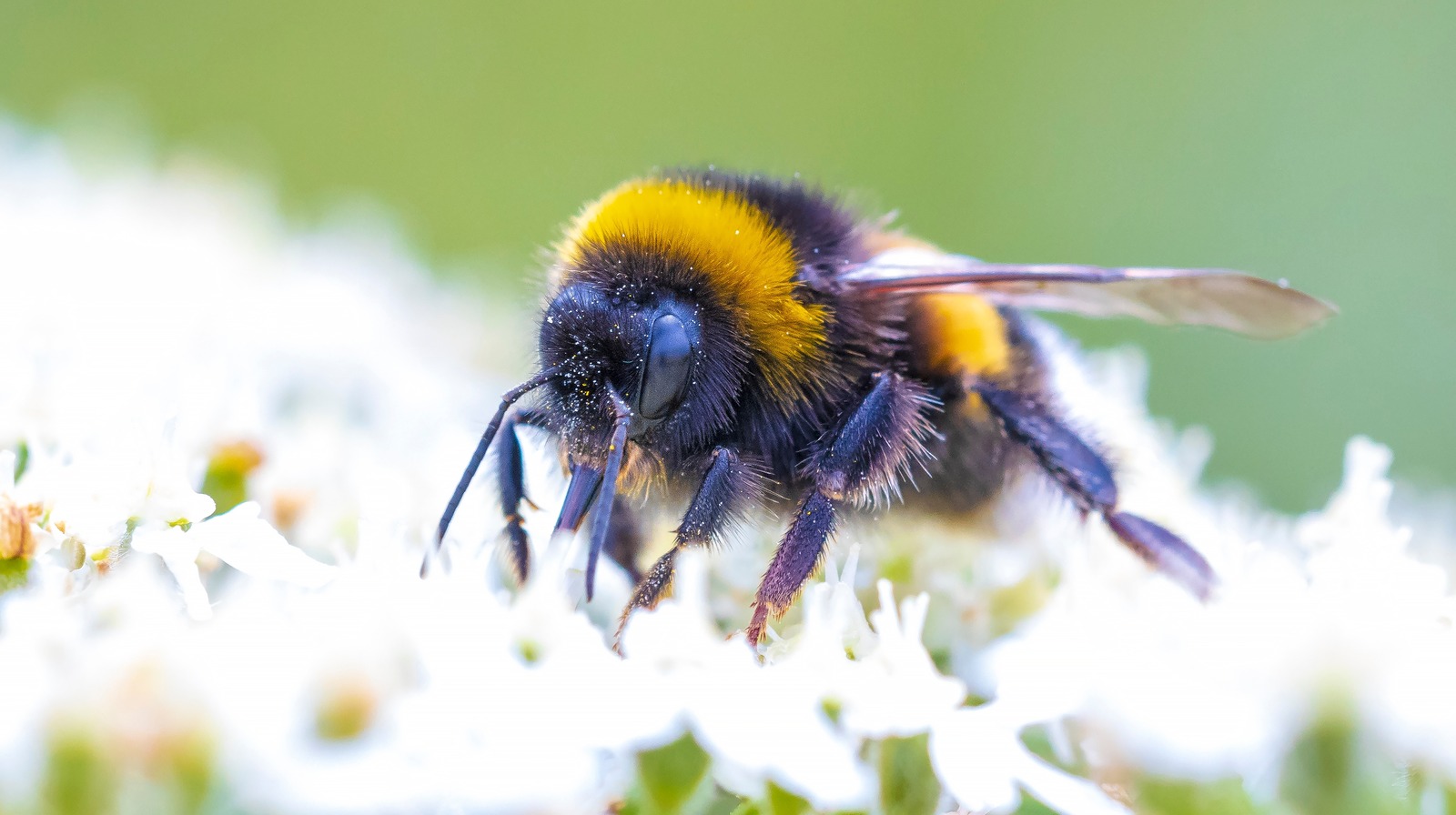 World Bee Day: Here's How To Create Some Buzz For The Pollinators