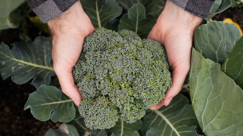 Someone holding a broccoli floret attached to its plant