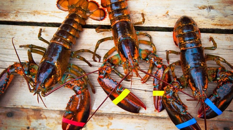 lobster seafood 