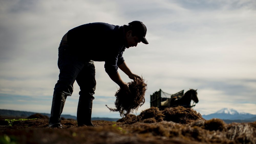 harvesting seaweed