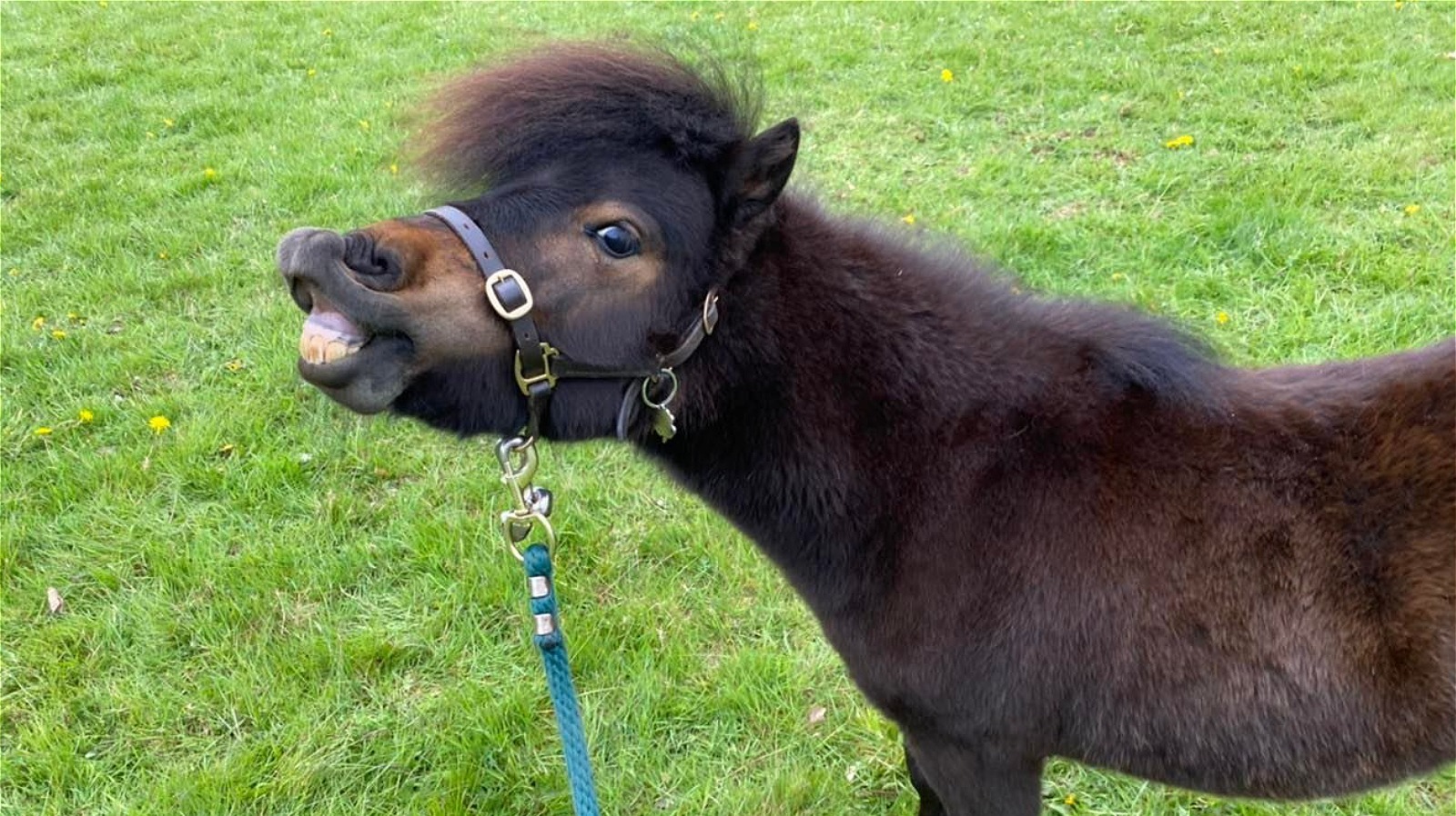 baby mini pony