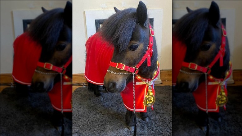 Patrick The Pony in his mayoral costume