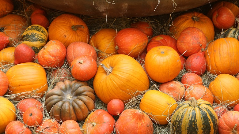 Cluster of pumpkins