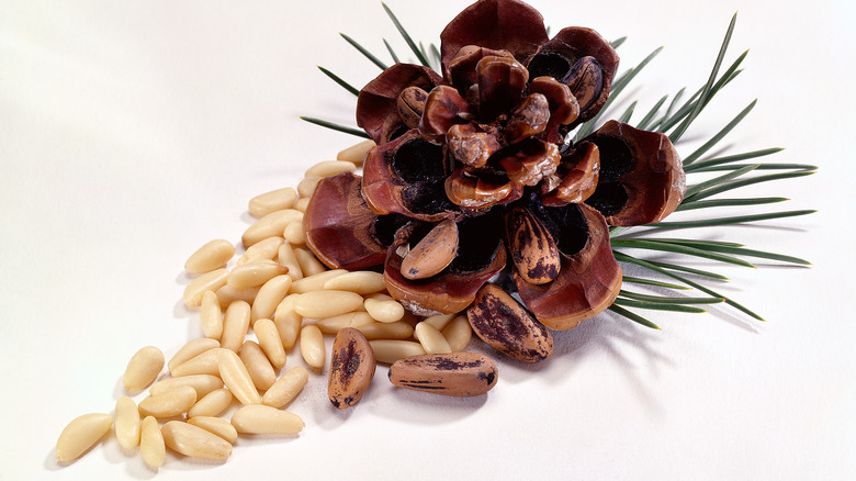 Pinecone with pine nuts