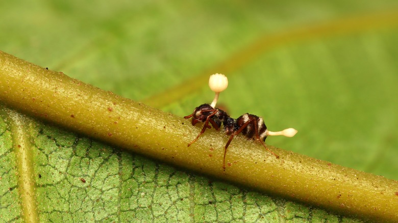 Fungus growing on ant body