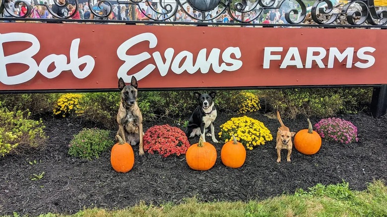 Dogs and pumpkins in front of a sign for Bob Evans Farms