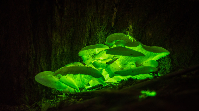 Ghost mushrooms