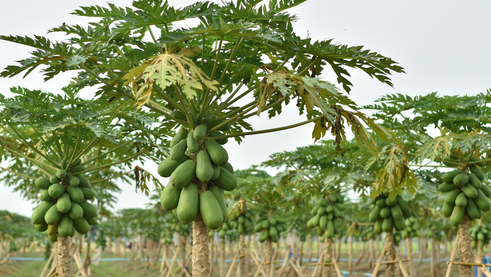 Papaya trees