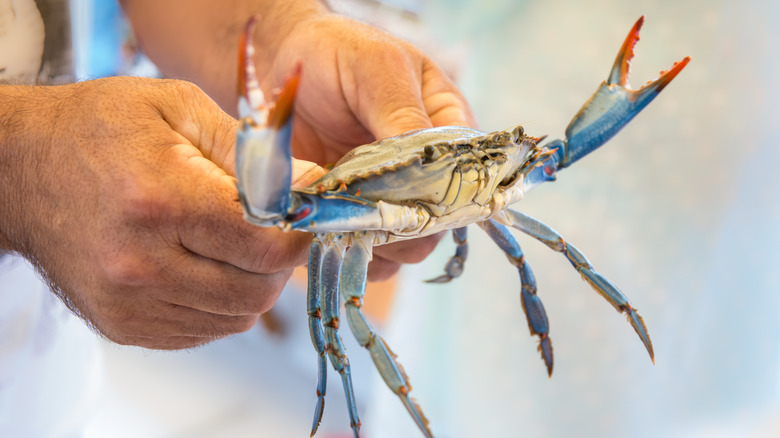 Blue crab live in hands