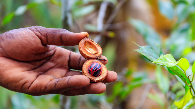 person holding a fresh nutmeg kernel