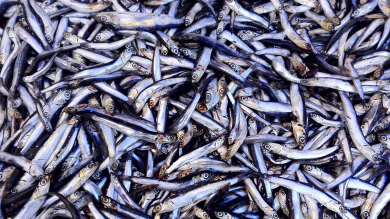 Numerous anchovies
