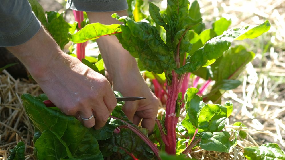 Woman cutting beet greens