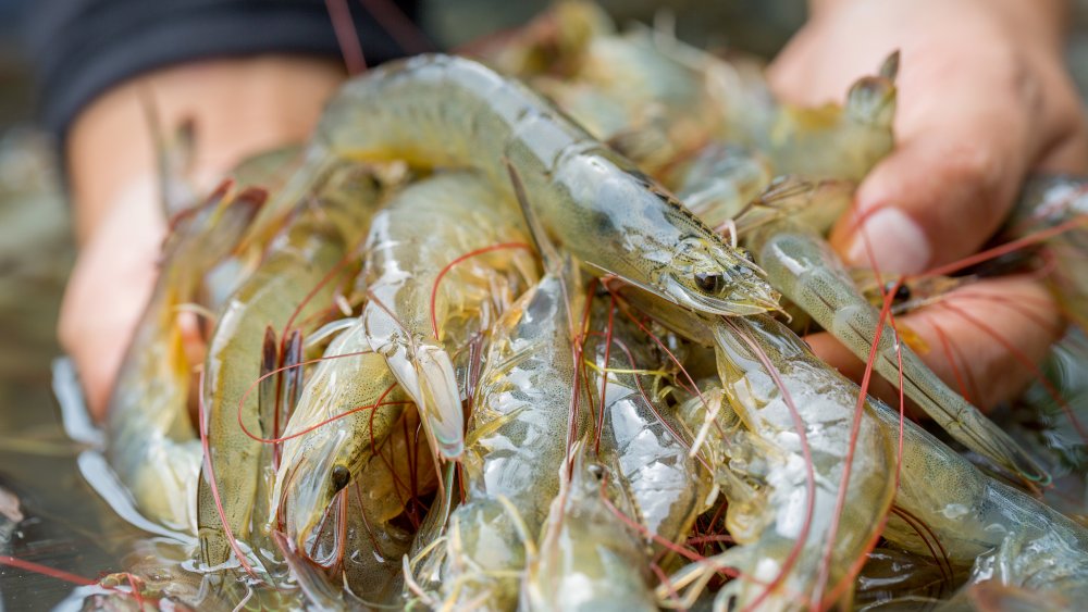 Handful of shrimp