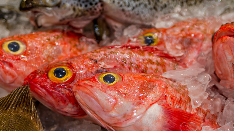 Orange roughy on ice