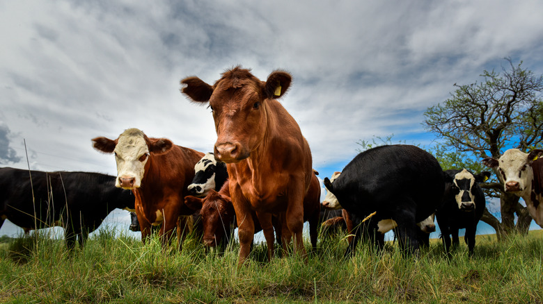 pasture cows grass