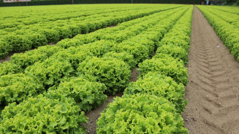 lettuce farm