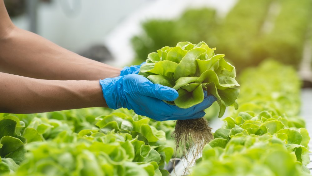 A person holding lettuce 