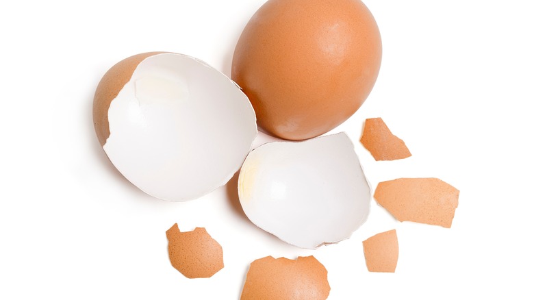Various eggshell pieces 