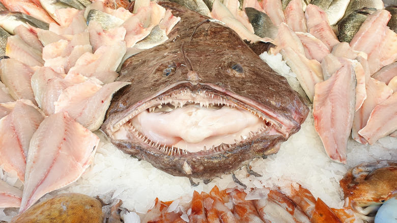 Whole monkfish on ice