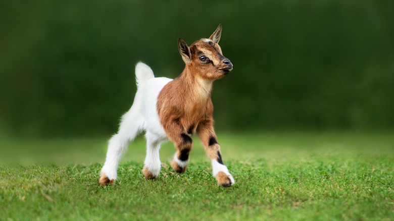 Prancing baby goat