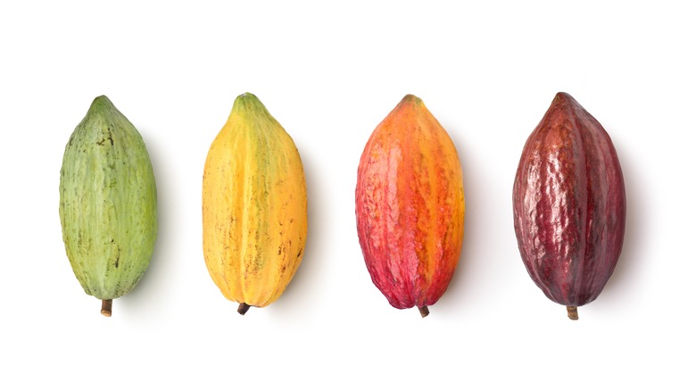 cocoa bean pods in multicolor