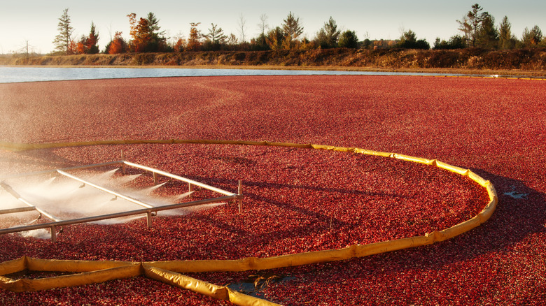 cranberry bog in Wisconsin